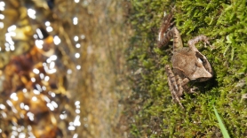 A frog taking a sunbath.