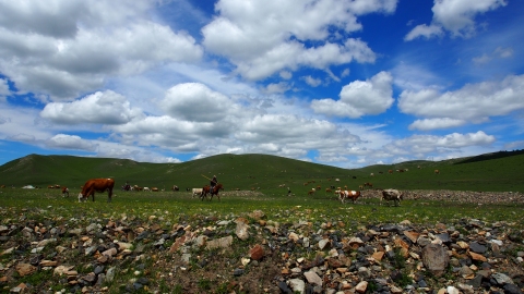 A mongol sheperd leads his cow herd.